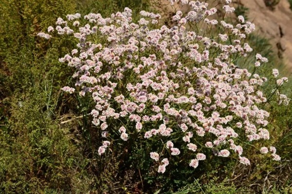 水养干枝梅的存活时间,管理得当可存活3-5年左右