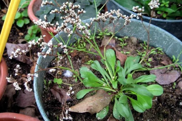 水养干枝梅的存活时间,管理得当可存活3-5年左右