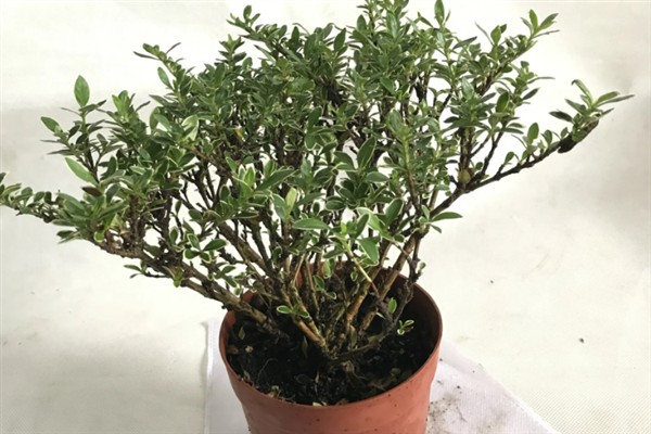 水养干枝梅的存活时间,管理得当可存活3-5年左右