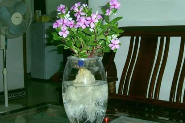 水养干枝梅的存活时间,管理得当可存活3-5年左右