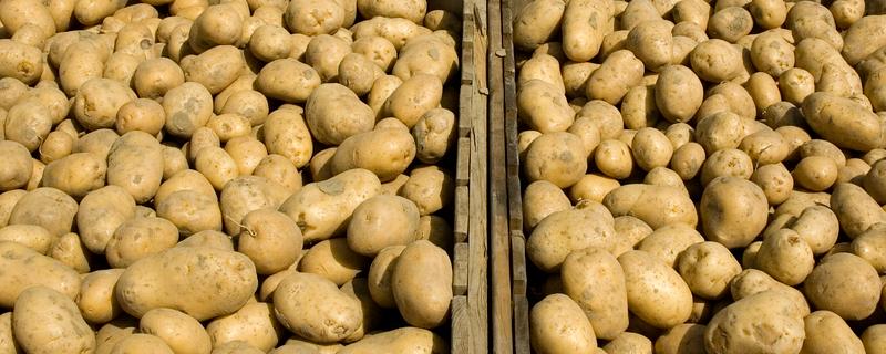春季土豆怎么存放，可放在纸箱里