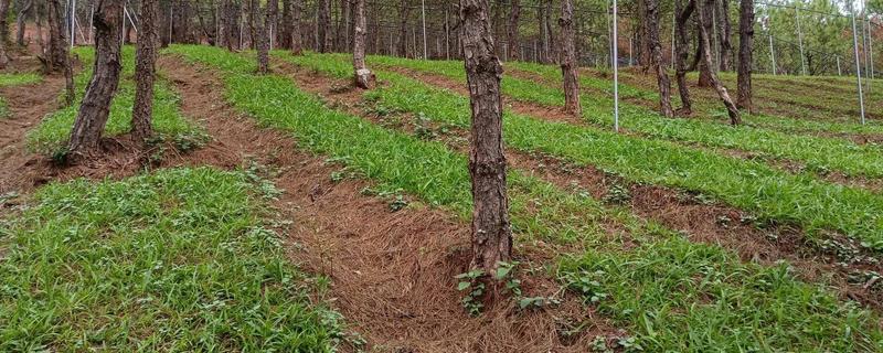 林下经济作物的种类，包括林粮、林菜、林药等类型