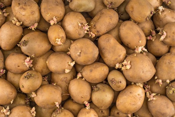 春季土豆怎么存放，可放在纸箱里