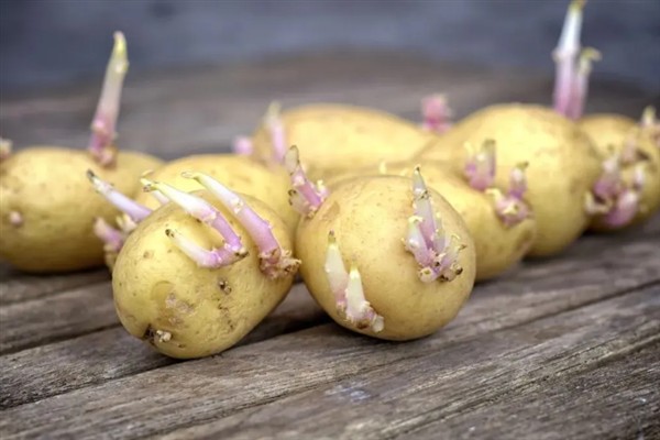春季土豆怎么存放，可放在纸箱里