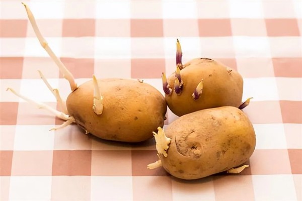 春季土豆怎么存放，可放在纸箱里