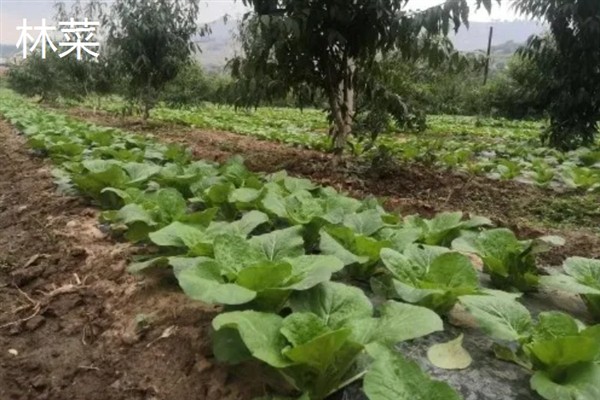 林下经济作物的种类，包括林粮、林菜、林药等类型