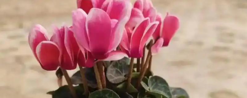 仙鹤来开花后的修剪方法，剪除发黄枯萎的叶片并对伤口消毒