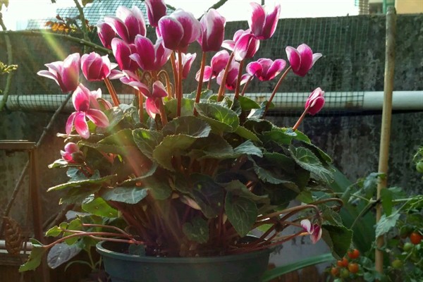 仙鹤来开花后的修剪方法，剪除发黄枯萎的叶片并对伤口消毒