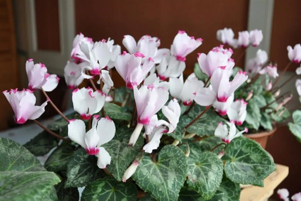 仙鹤来开花后的修剪方法，剪除发黄枯萎的叶片并对伤口消毒