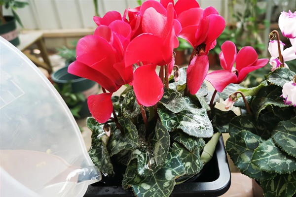 仙鹤来开花后的修剪方法，剪除发黄枯萎的叶片并对伤口消毒