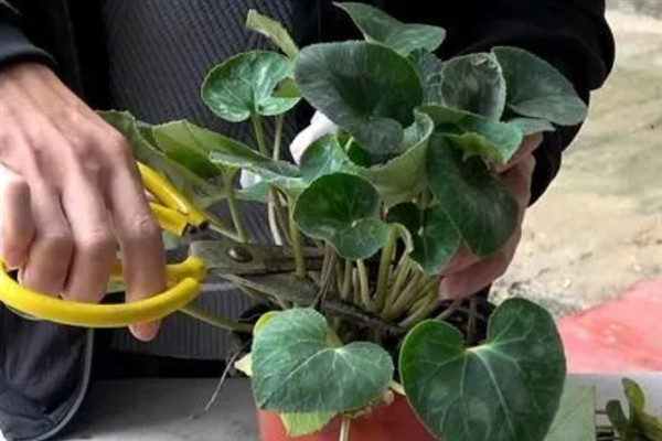 仙鹤来开花后的修剪方法，剪除发黄枯萎的叶片并对伤口消毒