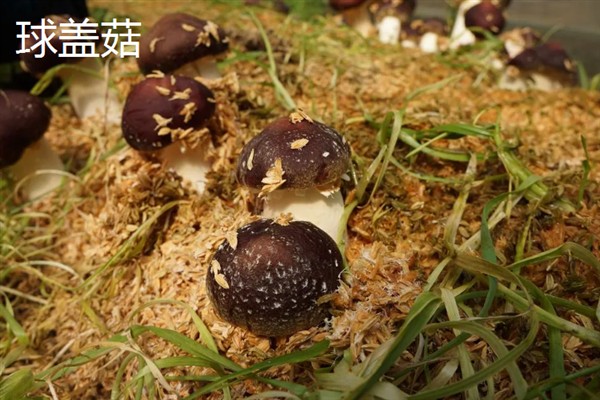 林下经济作物的种类，包括林粮、林菜、林药等类型