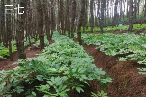 林下经济作物的种类，包括林粮、林菜、林药等类型
