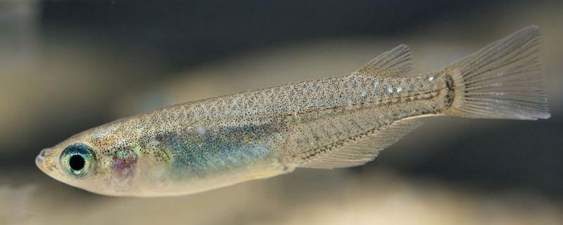 青鳉鱼能长到什么程度,成年后体长多为2-4厘米左右