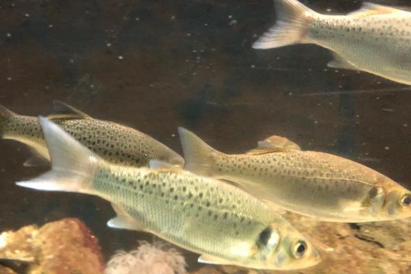 青鳉鱼能长到什么程度,成年后体长多为2-4厘米左右