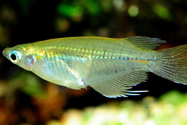 青鳉鱼能长到什么程度,成年后体长多为2-4厘米左右