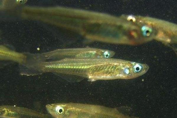 青鳉鱼能长到什么程度,成年后体长多为2-4厘米左右