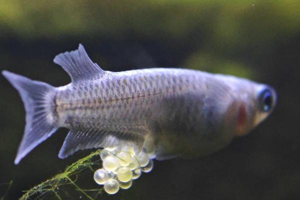 青鳉鱼能长到什么程度,成年后体长多为2-4厘米左右