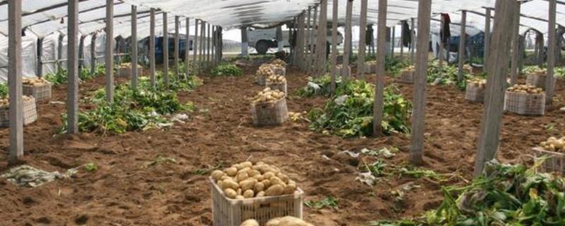 土豆怎么种植，切块并粘上灰土后再播种