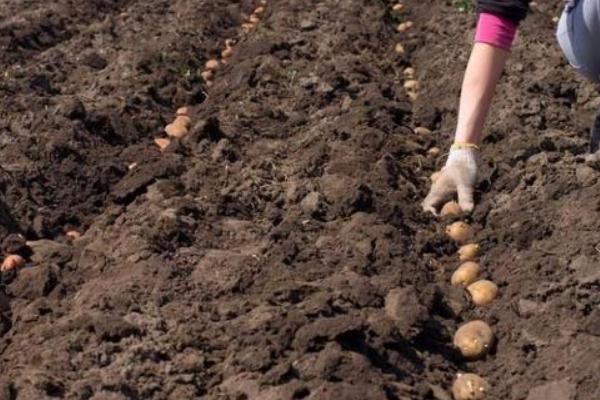 土豆怎么种植，切块并粘上灰土后再播种