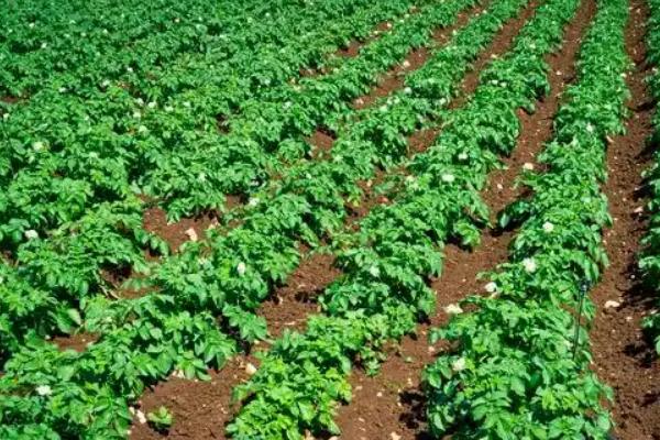 土豆怎么种植，切块并粘上灰土后再播种