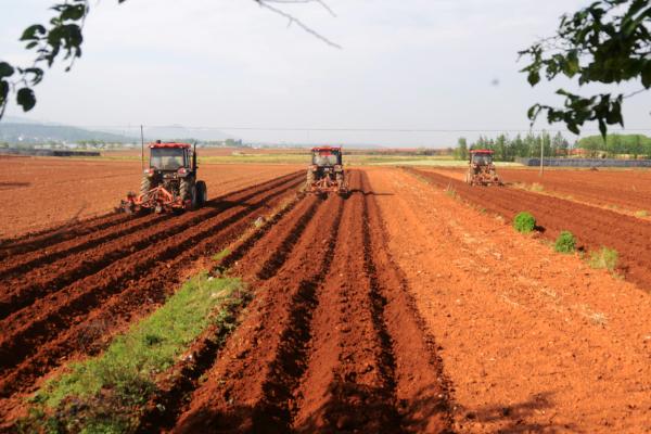 土豆怎么种植，切块并粘上灰土后再播种