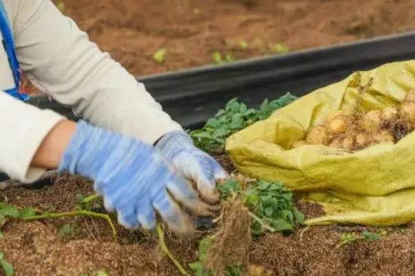 土豆怎么种植，切块并粘上灰土后再播种