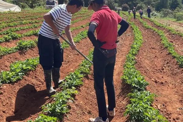 土豆怎么种植，切块并粘上灰土后再播种