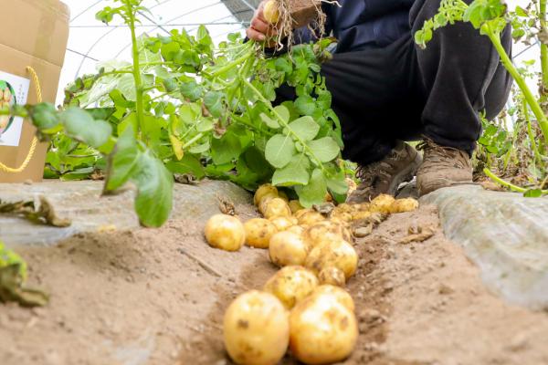 土豆怎么种植，切块并粘上灰土后再播种
