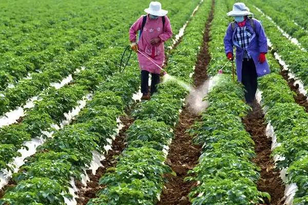 土豆怎么种植，切块并粘上灰土后再播种