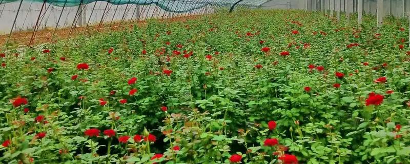 怎么种植玫瑰花，将株距保持在10厘米左右