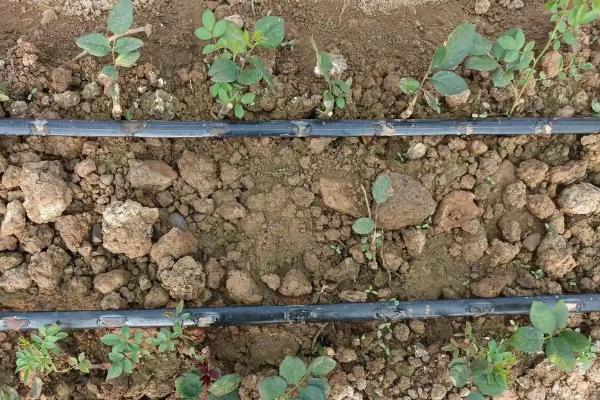 怎么种植玫瑰花，将株距保持在10厘米左右