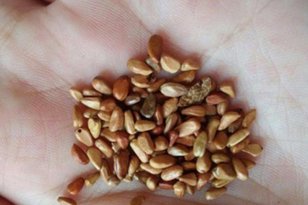 怎么种植玫瑰花，将株距保持在10厘米左右