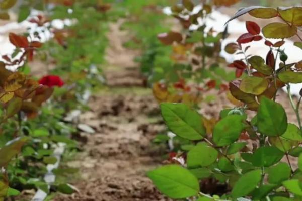 怎么种植玫瑰花，将株距保持在10厘米左右