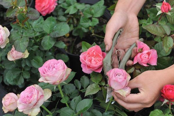 怎么种植玫瑰花，将株距保持在10厘米左右