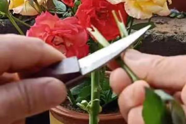 怎么种植玫瑰花，将株距保持在10厘米左右