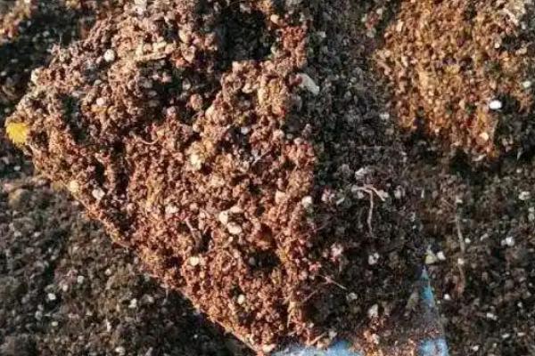 怎么种植玫瑰花，将株距保持在10厘米左右