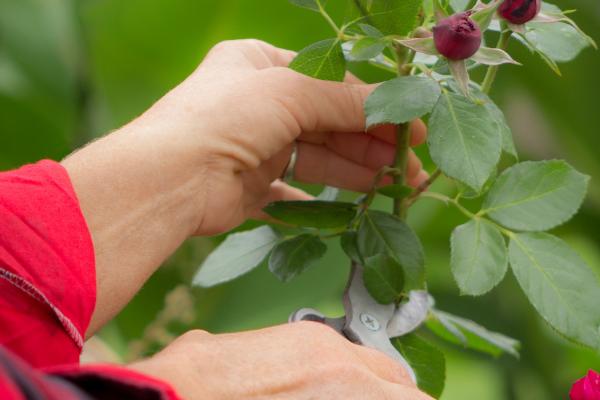 怎么种植玫瑰花，将株距保持在10厘米左右