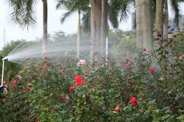 怎么种植玫瑰花，将株距保持在10厘米左右