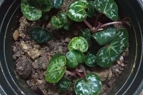 仙客来的育苗方法，用温水浸种后再播种