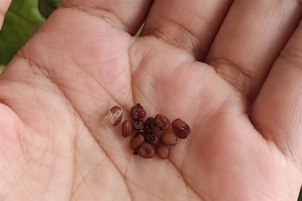 仙客来的育苗方法，用温水浸种后再播种