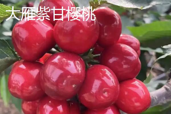 美国大红樱桃的特点，果实呈宽心形或双肾形