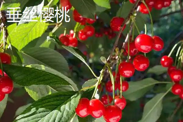 美国大红樱桃的特点，果实呈宽心形或双肾形