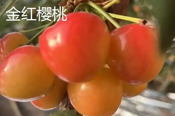 美国大红樱桃的特点，果实呈宽心形或双肾形