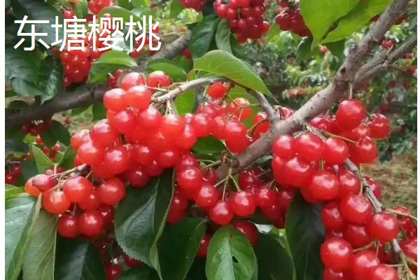 美国大红樱桃的特点，果实呈宽心形或双肾形