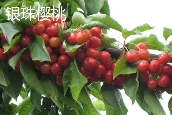 美国大红樱桃的特点，果实呈宽心形或双肾形