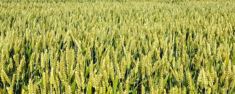 一亩麦子的产量，可达到500-900斤左右
