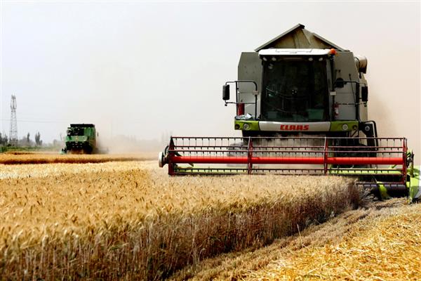 一亩麦子的产量，可达到500-900斤左右