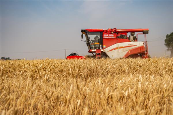 一亩麦子的产量，可达到500-900斤左右