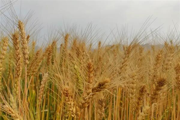 一亩麦子的产量，可达到500-900斤左右